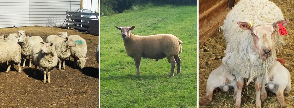 FieldStone Charollais sheep can yield up to 60% cutting percentage with long loin and well-muscled hindquarters.